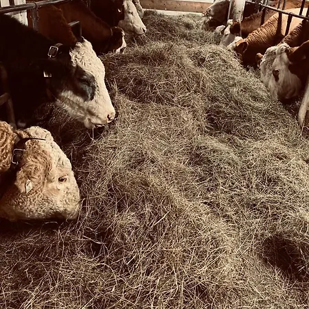 Forsthof Таксенбах